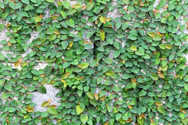 Groene Kruipplant op de Muur — Stockfoto
