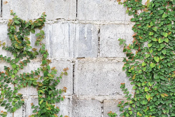 Planta de enredadera verde en la pared —  Fotos de Stock