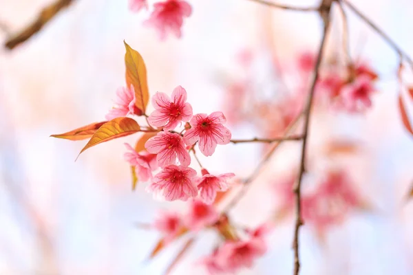 Schöne rosa Kirschblüte (Sakura) Blume in voller Blüte — Stockfoto