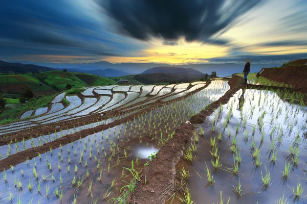 Campos de arroz en terrazas en Chiang Mai, Tailandia — Foto de Stock