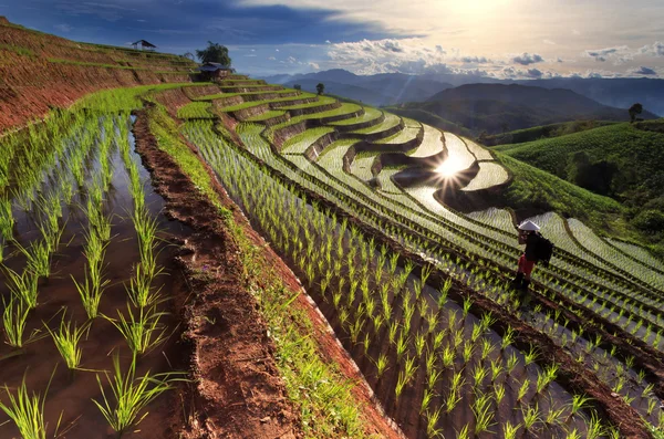 Campos de arroz em terraços em Chiang Mai, Tailândia — Fotografia de Stock