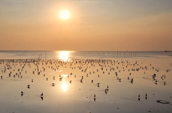 Möwe am Strand mit einem schönen Sonnenuntergang, Thailand — Stockfoto