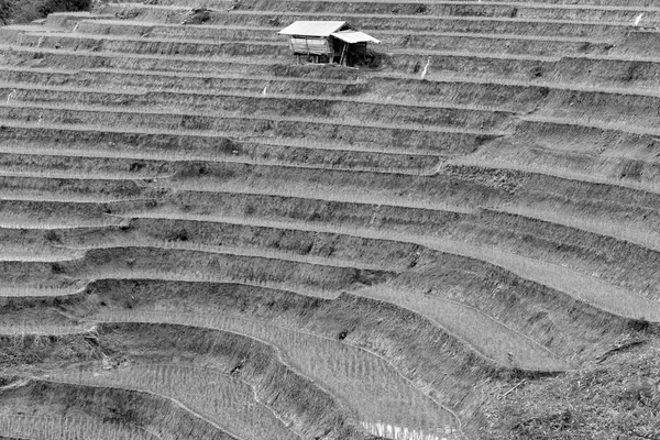 Rice fields on terraced at Chiang Mai, Thailand in black and whi — Stock Photo, Image