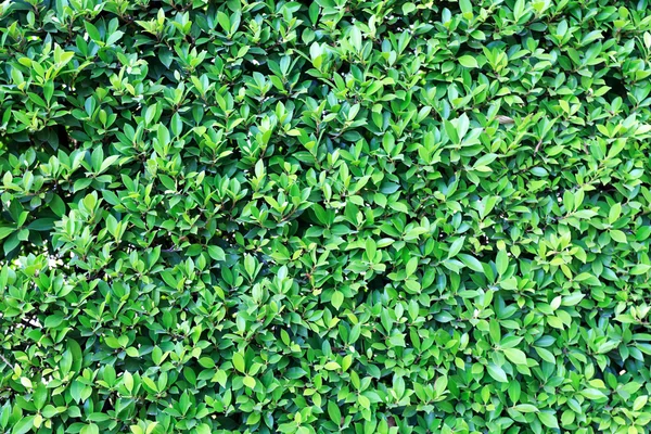 Green leaves wall background — Stock Photo, Image