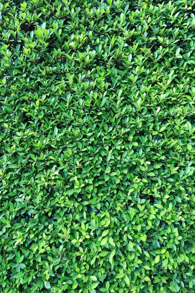 Yeşil Yapraklar duvar arkaplanı