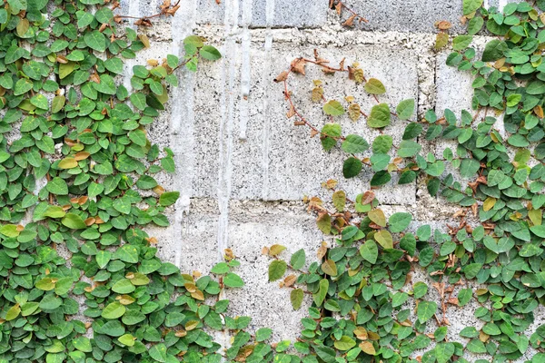 Planta de enredadera verde en la pared —  Fotos de Stock