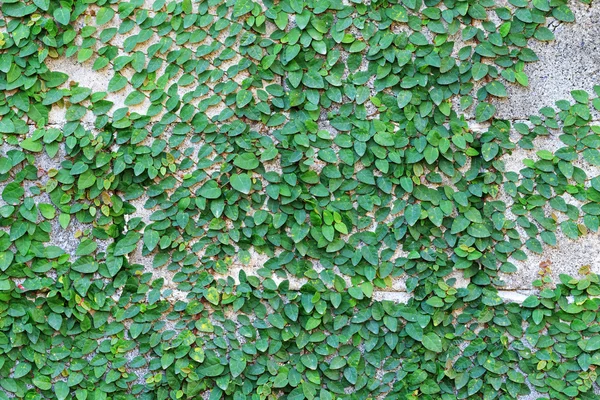 Pianta rampicante verde sulla parete — Foto Stock