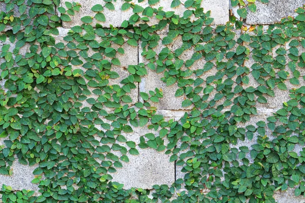 Planta de enredadera verde en la pared — Foto de Stock