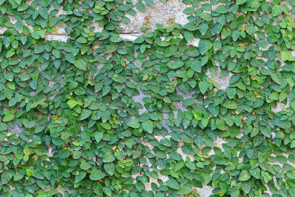 Green Creeper Planta na parede — Fotografia de Stock