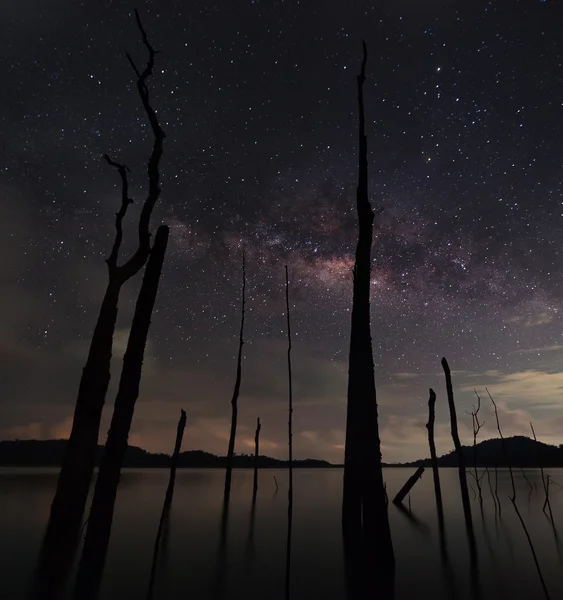Vintergatan och det döda trädet — Stockfoto