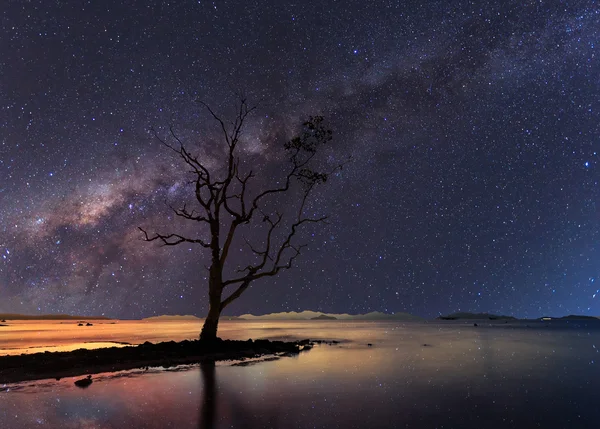 The stand alone tree under starry night clearly with milky way