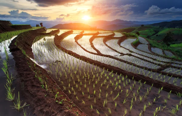 Rýžová pole na terase v Chiang Mai, Thajsko — Stock fotografie