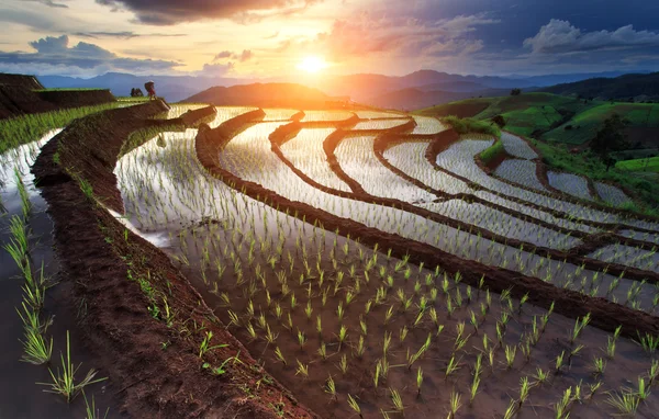 Pola ryżowe na tarasie w Chiang Mai, Tajlandia — Zdjęcie stockowe