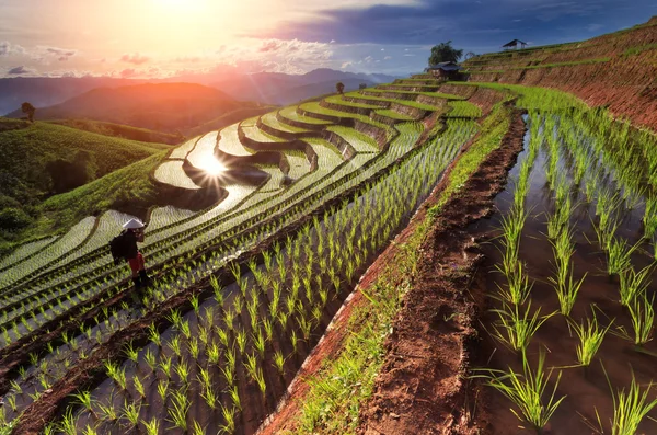 Tayland, Chiang Mai 'deki pirinç tarlaları.
