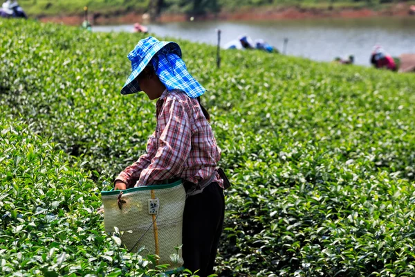 Trabalhadores em um campo verde colhendo o chá verde — Fotografia de Stock