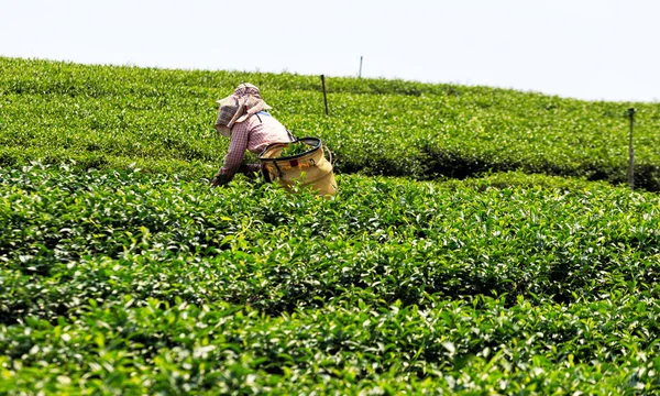 Trabalhador em um campo verde colhendo o chá verde — Fotografia de Stock