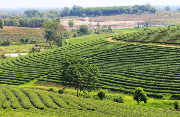 Bonita plantação de chá verde fresco — Fotografia de Stock