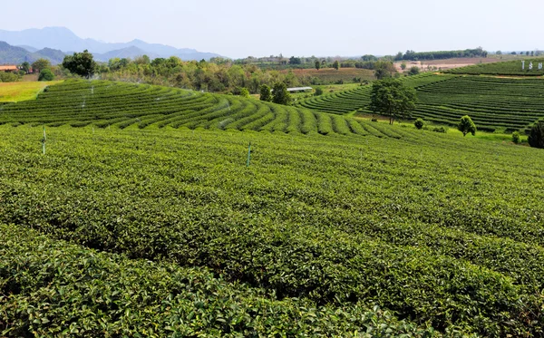 Bonita plantação de chá verde fresco — Fotografia de Stock