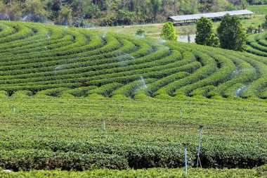 Güzel taze yeşil çay plantasyon