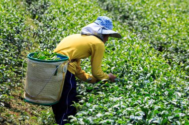 Yeşil çay hasat yeşil alan işçi