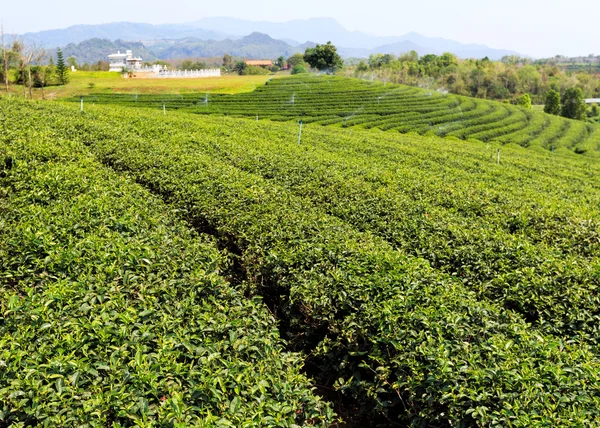 Bonita plantação de chá verde fresco — Fotografia de Stock