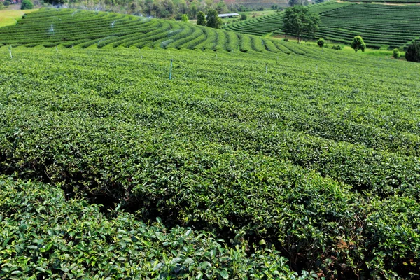 Bonita plantação de chá verde fresco — Fotografia de Stock