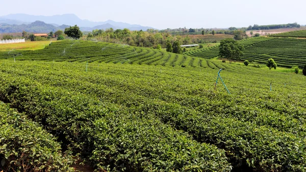 Bonita plantação de chá verde fresco — Fotografia de Stock