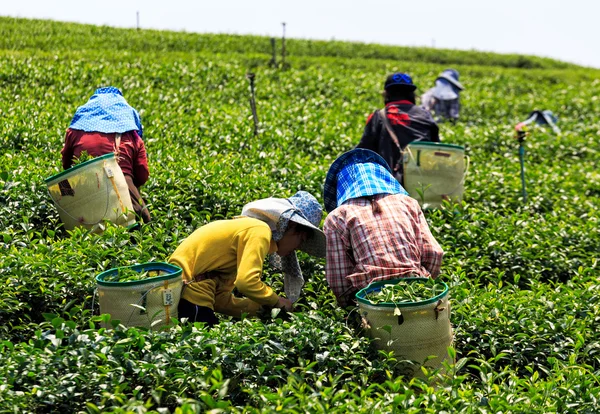 Arbetare i ett grönt fält skörd grönt te — Stockfoto