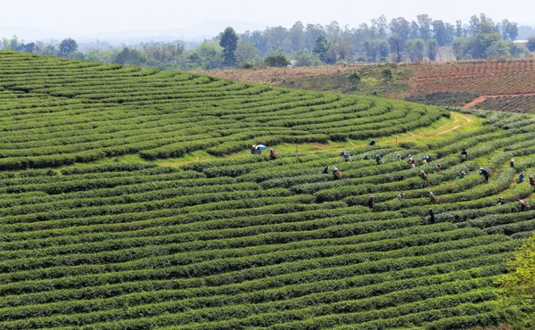 Trabalhadores em um campo verde colhendo o chá verde — Fotografia de Stock