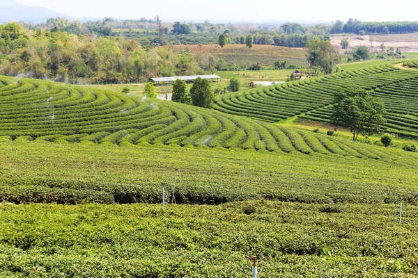 Bonita plantação de chá verde fresco — Fotografia de Stock