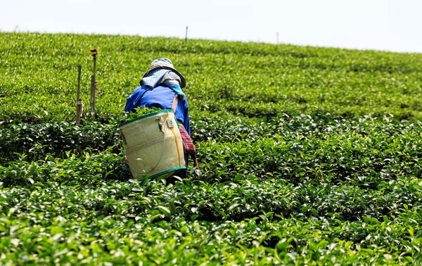 Trabalhador em um campo verde colhendo o chá verde — Fotografia de Stock