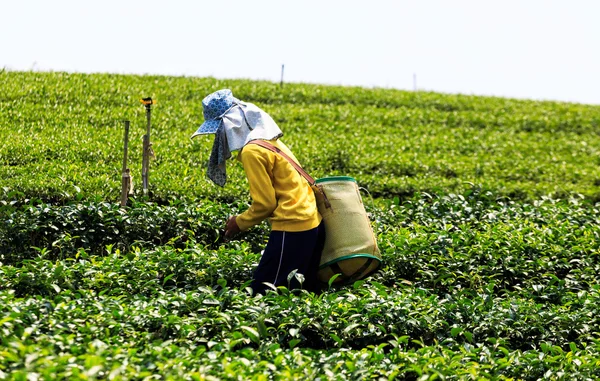 Pracownik w zielonym polu zbioru zielonej herbaty — Zdjęcie stockowe