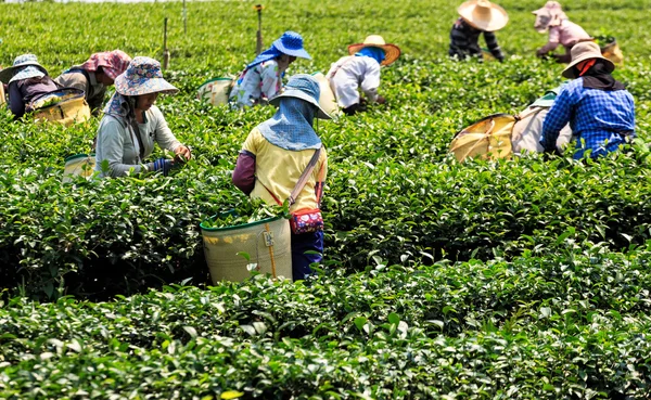 Trabalhadores em um campo verde colhendo o chá verde — Fotografia de Stock
