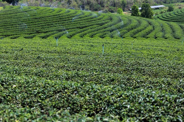 Bonita plantação de chá verde fresco — Fotografia de Stock