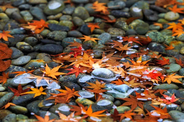 日本の紅葉 — ストック写真