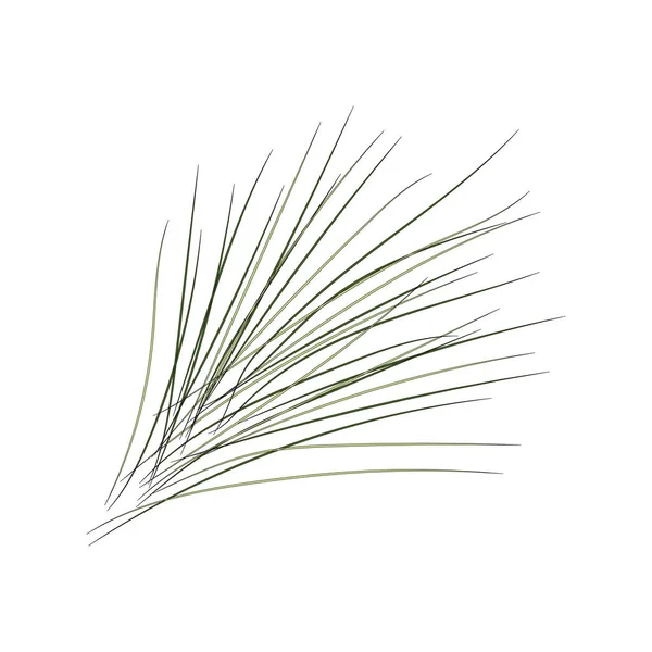 Bunch Spruce Needles Vector Element Design — Stock Vector