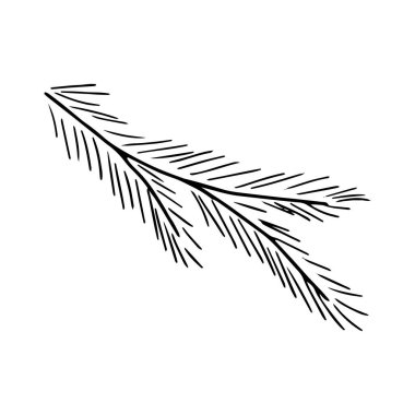 Bir ladin dalı çizimi. Tasarım için vektör izole öge. 