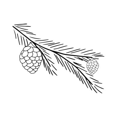 Kozalaklı bir ladin dalı çizimi. Tasarım için vektör izole öge.
