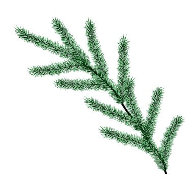 Spruce şubesi. Tasarım için vektör ögesi. Noel illüstrasyonu.