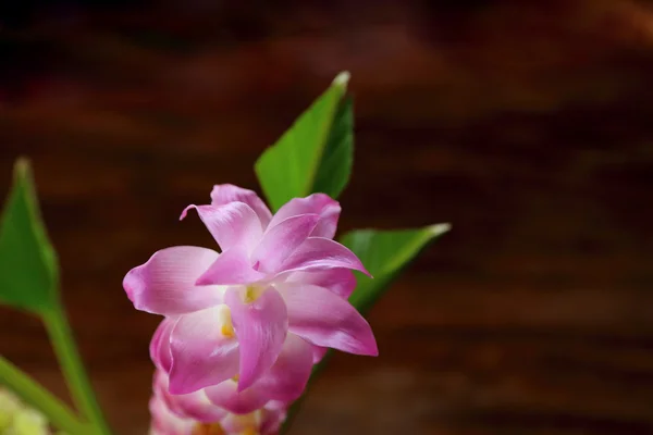 Rosa Siam tulip, sommaren tulip, gurkmeja blommor bukett med trä — Stockfoto