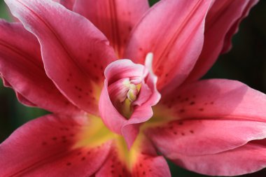 Alan sığ derinliği ile pembe lily çiçek.