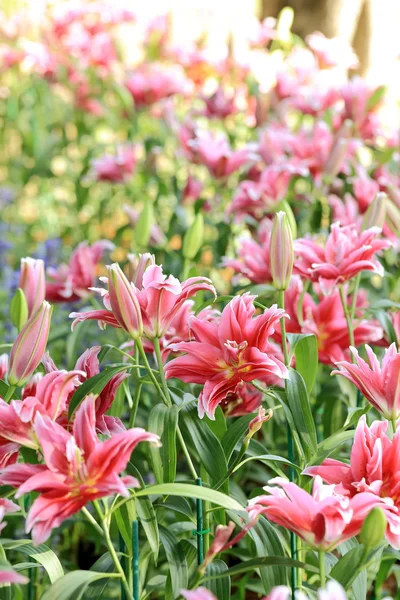 Flores de lírio rosa no jardim . — Fotografia de Stock