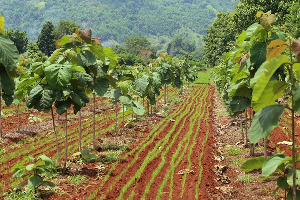 Junge Teakbäume in Plantage. — Stockfoto