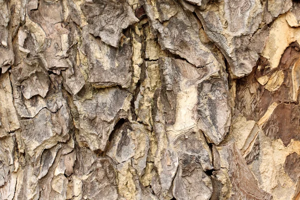 Árbol corteza detalle fondo . —  Fotos de Stock