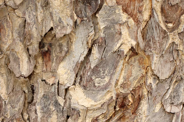 Stromové kůry detail pozadí. — Stock fotografie