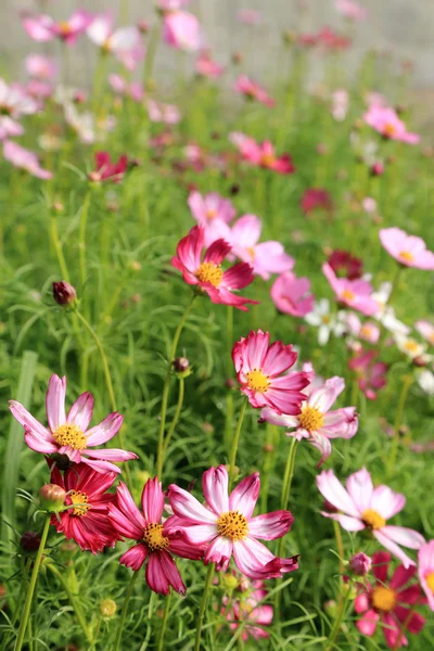 Roze kosmos bloem veld in de zon. — Stockfoto