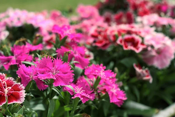 Flor-de-rosa Dianthus (Dianthus chinensis) no jardim . — Fotografia de Stock