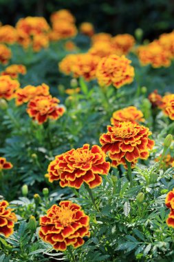 Kırmızı Sarı kenar kadife çiçeği Çiçek bahçesinde.