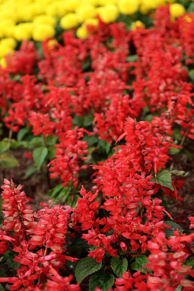 Flores rojas en lecho de flores . — Foto de Stock