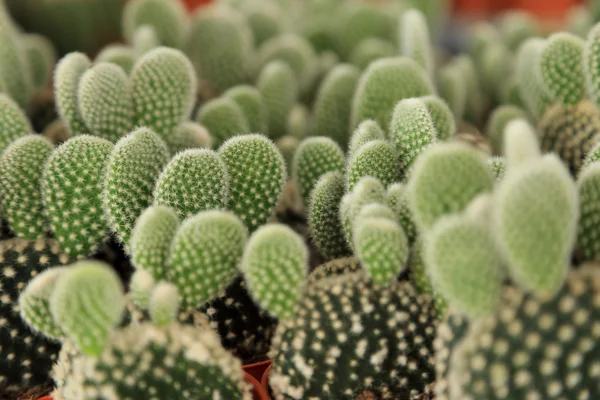 Kaktusz új bud, oldalnézetből, szelektív összpontosít a háttérben. — Stock Fotó